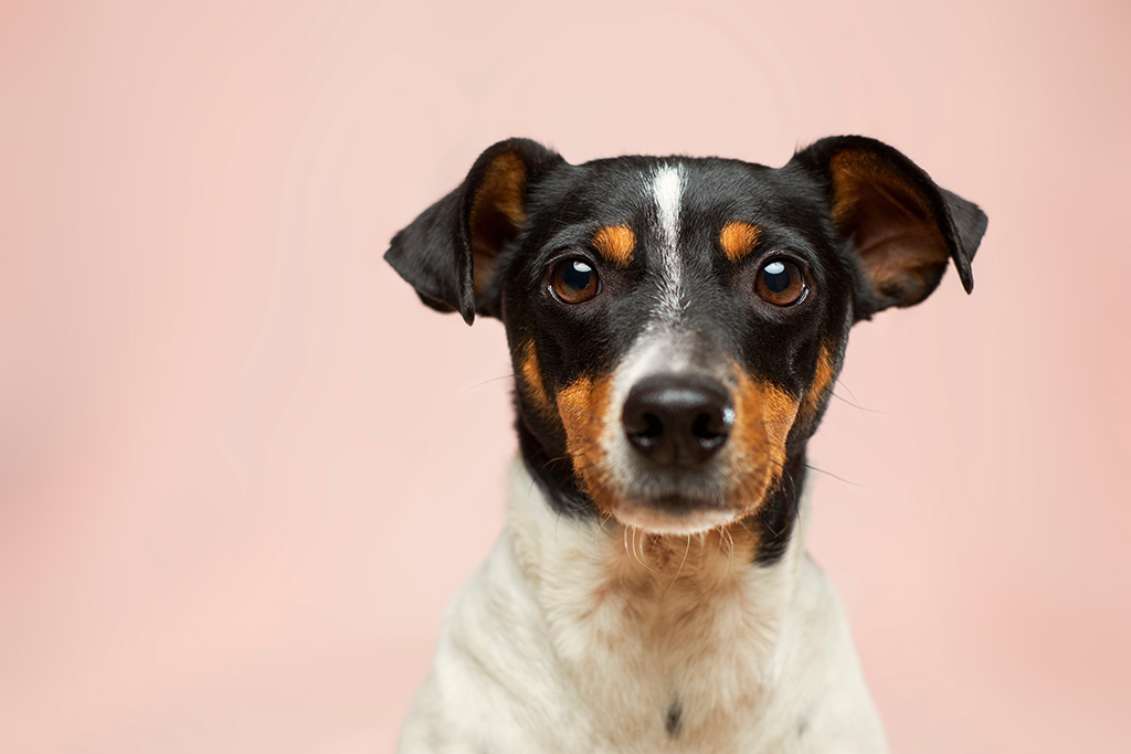 Linguaggio dei cani: cosa vogliono dirci i nostri cuccioli