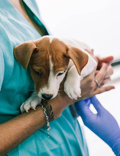 Perché affidarsi a un chirurgo veterinario esperto per i tuoi animali