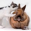 Vetscan Imagyst - Diagnostica veterinaria - Clinica Veterinaria Dott. Marco Marzola