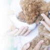 Servizi veterinari a Rovigo e Ferrara | Clinica Veterinaria dott. Marco Marzola