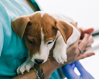 Tutti i benefici della laser chirurgia veterinaria