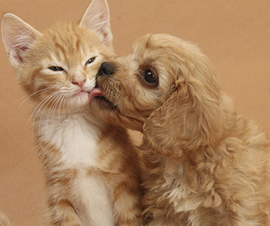 Antiparassitari cani e gatti: una guida per la prevenzione